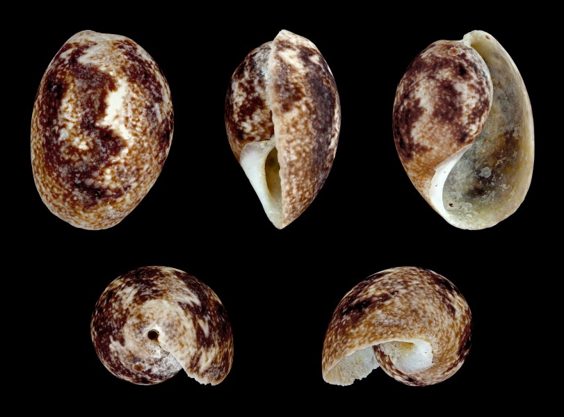 Bulla ampulla 01