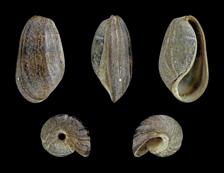 Bulla striata 01