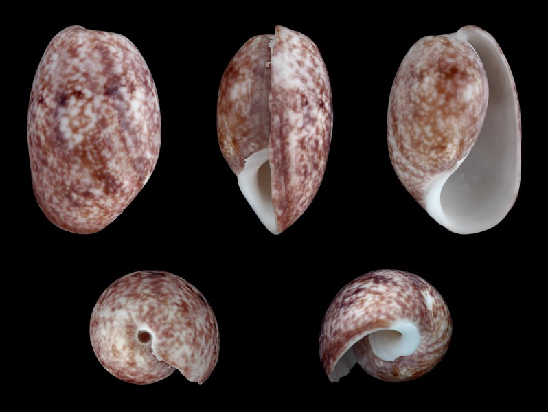 Bulla vernicosa 01