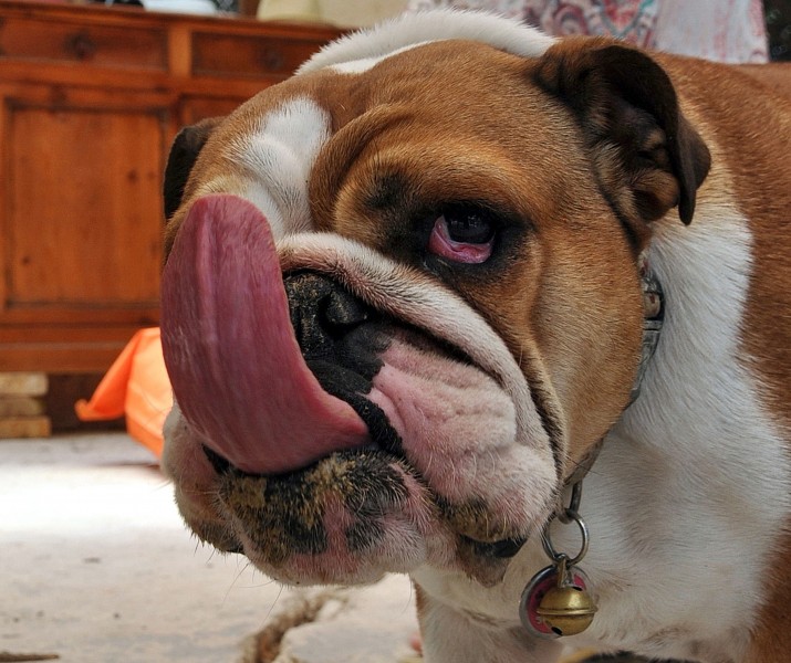 Bulldogue anglais