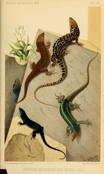 Bulletin de la Société zoologique de France (Pl. IX) (6198087164)