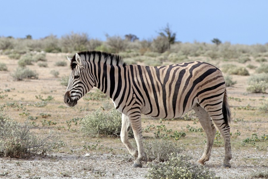 Burchell's zebra (Equus quagga burchellii)
