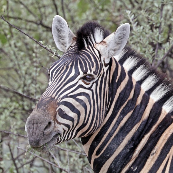 Burchell's zebra (Equus quagga burchellii) head