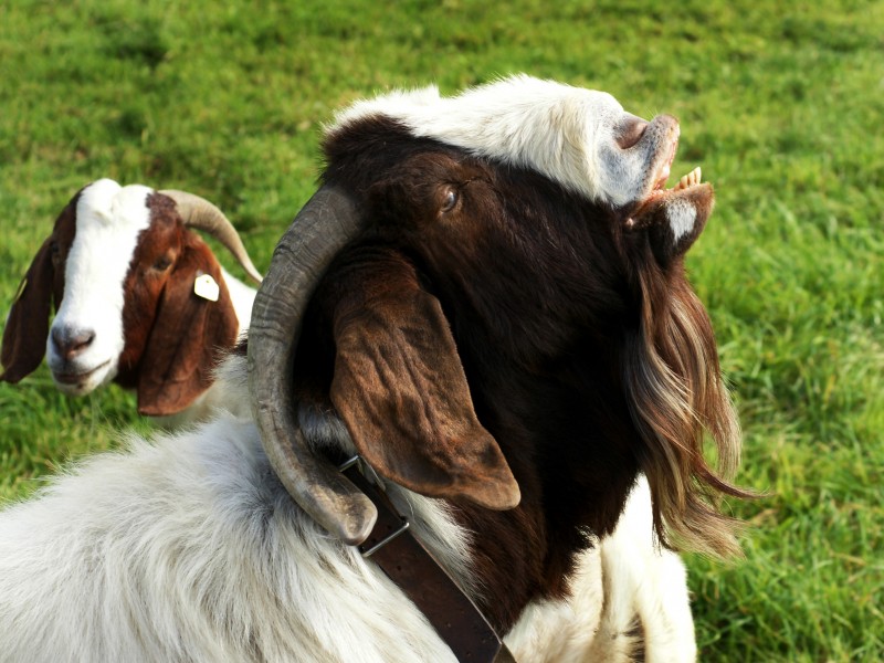 Burenziegenbock 1