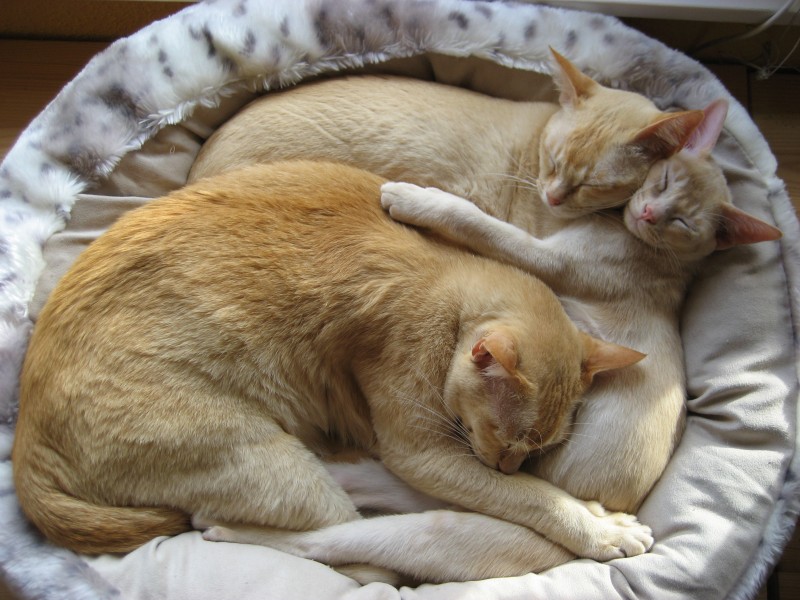Burmakatzen-haufen