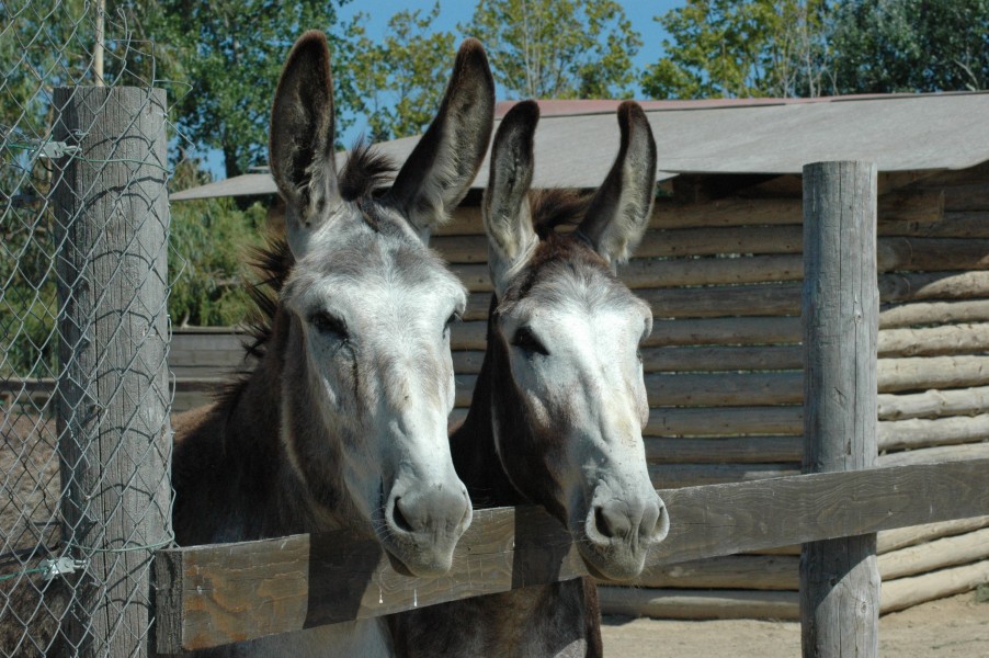 Burros en Deltarium