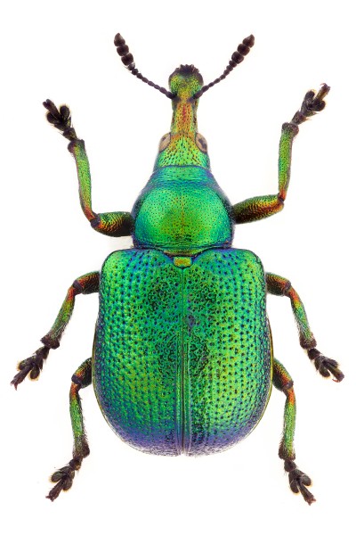 Byctiscus betulae f