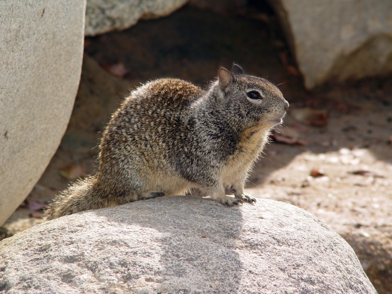 CA Ground Squirrel on rock