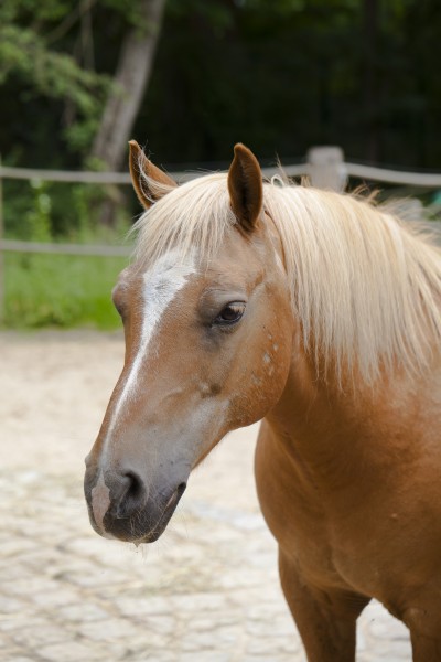 Caballo Haflinger, Tierpark Hellabrunn, Múnich, Alemania, 2012-06-17, DD 03