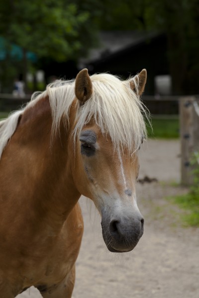 Caballo Haflinger, Tierpark Hellabrunn, Múnich, Alemania, 2012-06-17, DD 04