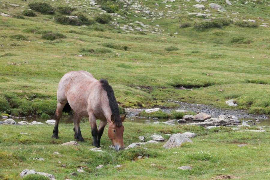 Cabalo no alto da Coma. Andorra 293