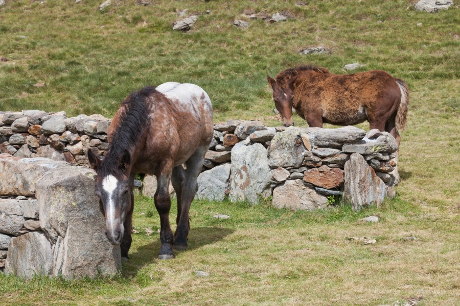 Cabalo no alto da Coma. Andorra 294