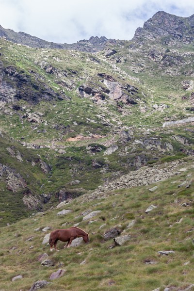 Cabalo no alto da Coma. Andorra 298