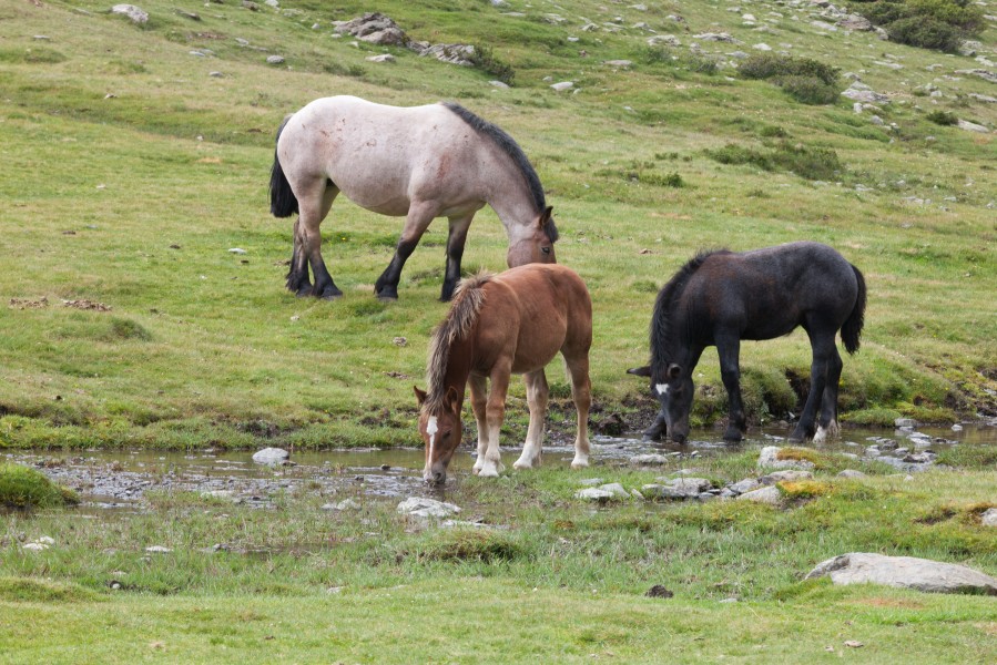 Cabalos no alto da Coma. Andorra 292