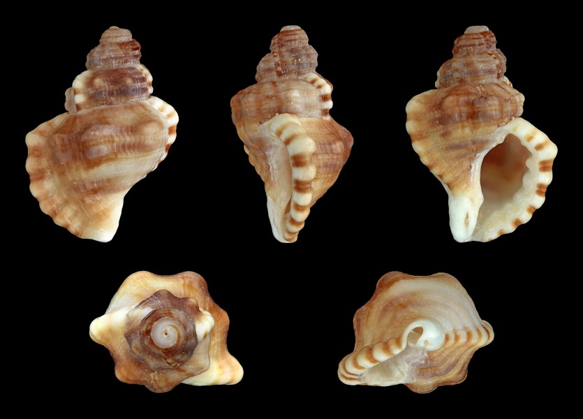 Cabestana cutacea 01
