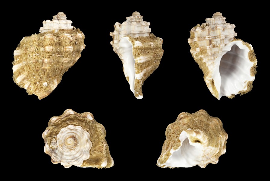 Cabestana cutacea dolaria 01