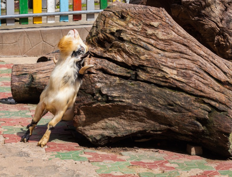 Cabra (Capra aegagrus hircus), Zoo de Ciudad Ho Chi Minh, Vietnam, 2013-08-14, DD 02