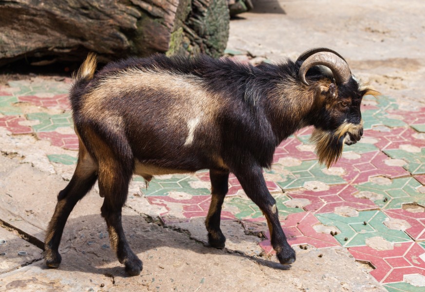 Cabra (Capra aegagrus hircus), Zoo de Ciudad Ho Chi Minh, Vietnam, 2013-08-14, DD 03