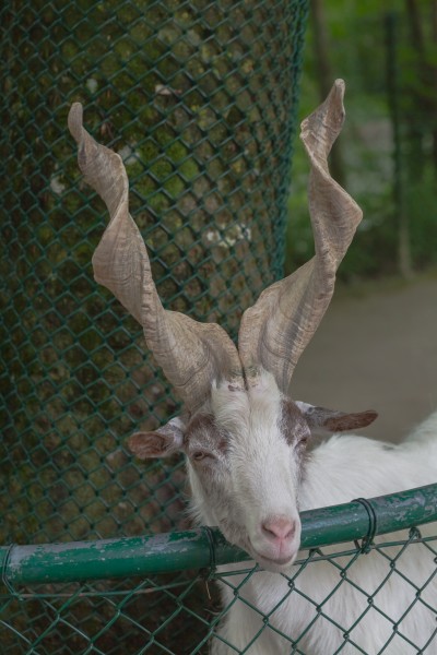 Cabra de Jämtland (Capra hircus), Tierpark Hellabrunn, Múnich, Alemania, 2012-06-17, DD 01