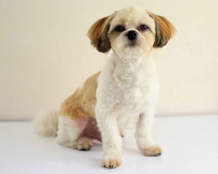 Cachorro raça Lhasa Apso posando para book canino perfil