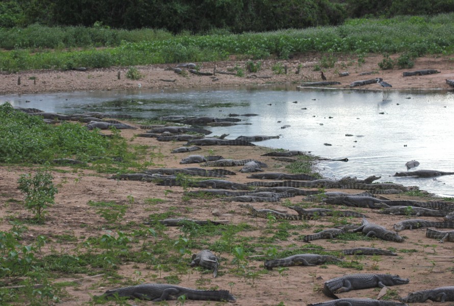 Caiman yacare group Pantanal