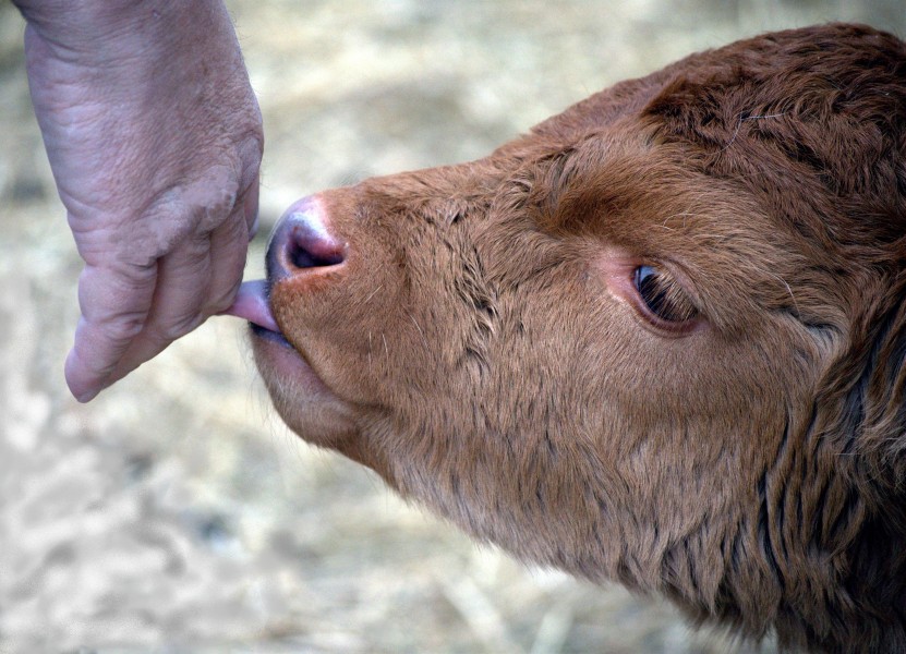 Calf licking