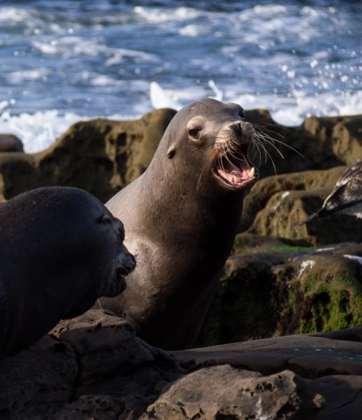California sea lions in La Jolla (70445)