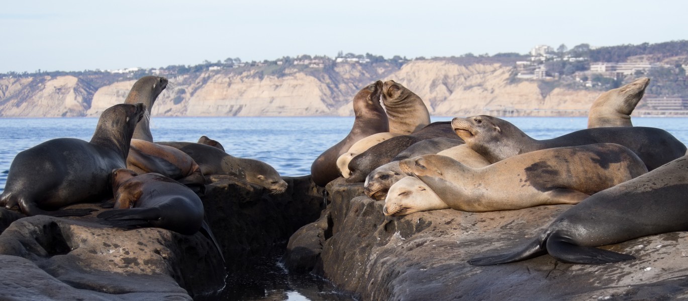 California sea lions in La Jolla (70471)