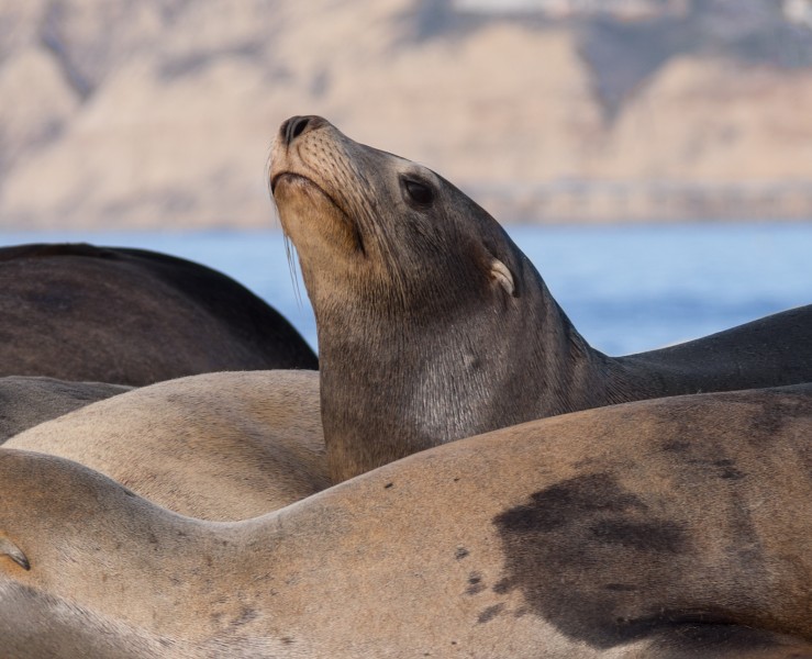 California sea lions in La Jolla (70472) closeup