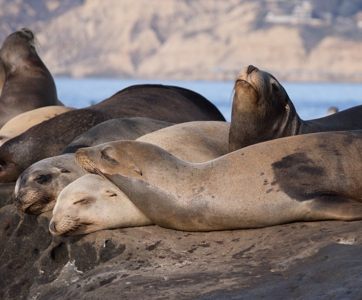 California sea lions in La Jolla (70473)