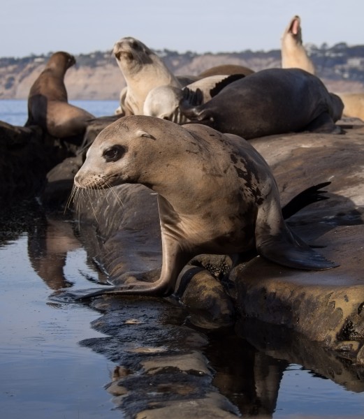 California sea lions in La Jolla (70546)