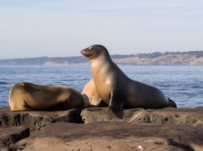 California sea lions in La Jolla (70553)