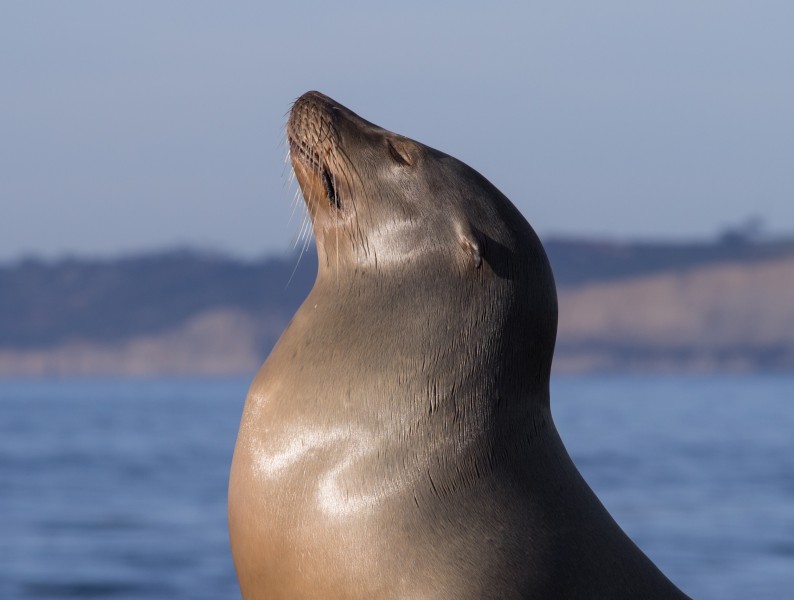 California sea lions in La Jolla (70558) closeup