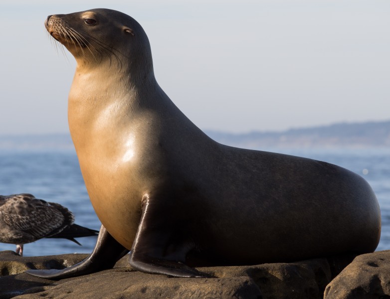 California sea lions in La Jolla (70564)