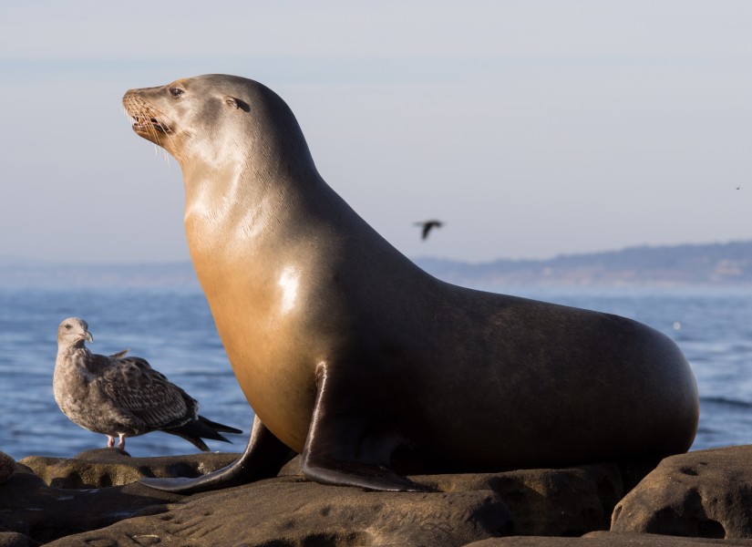 California sea lions in La Jolla (70566)