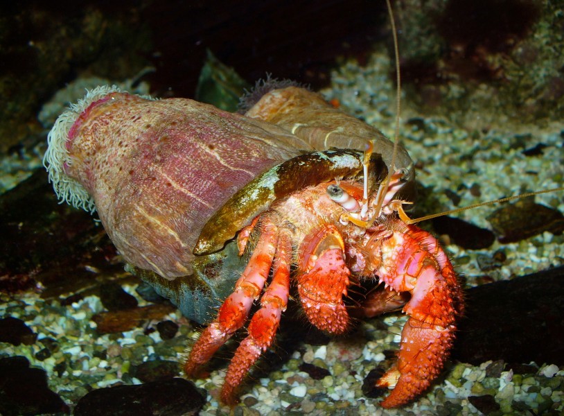 Calliactis and Dardanus 001