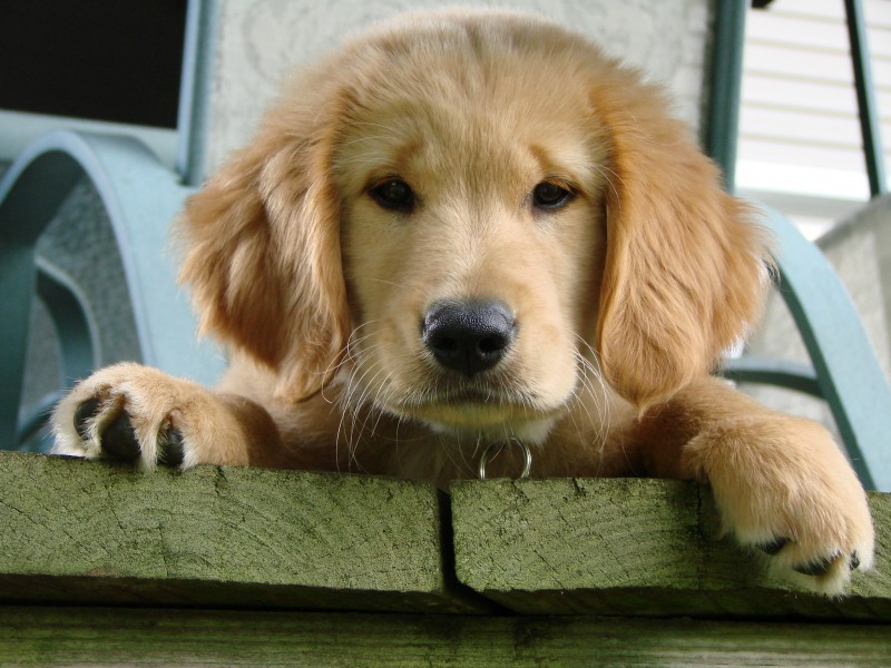 Golden Retriever dog Callie2009
