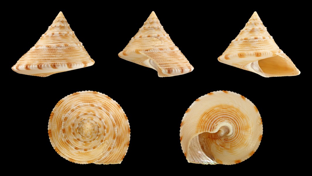 Calliostoma formosense 01