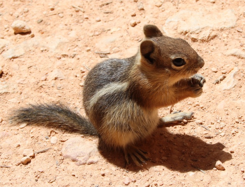 Callospermophilus lateralis Bryce Canyon