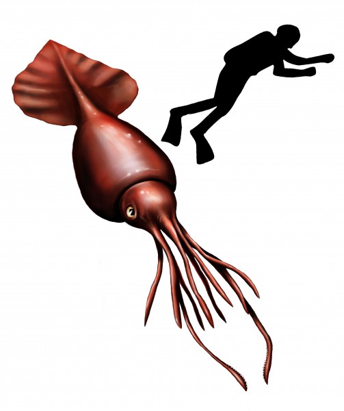 Calmarcolossal2