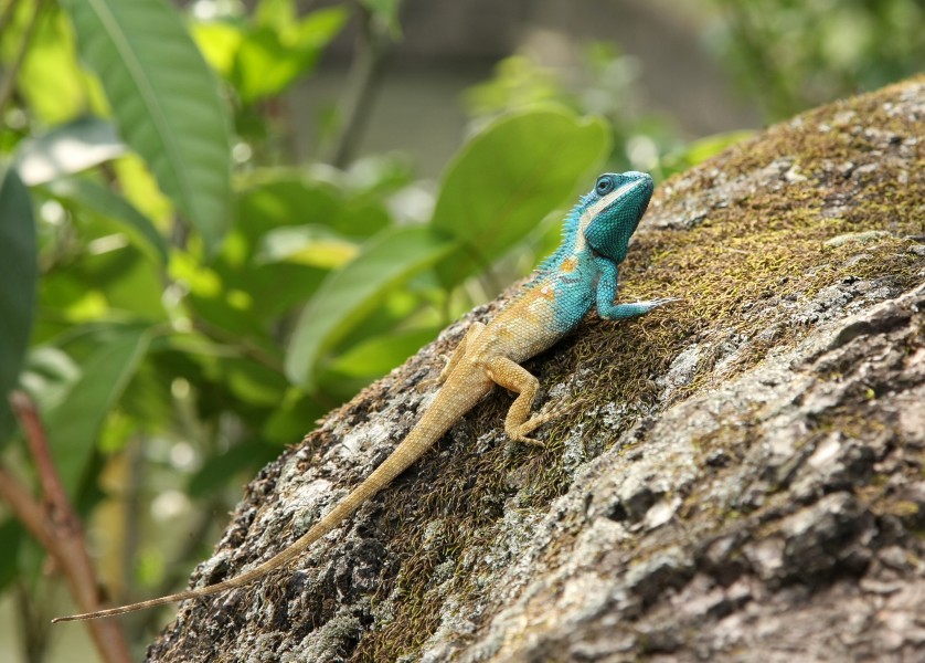 Calotes mystaceus manipur