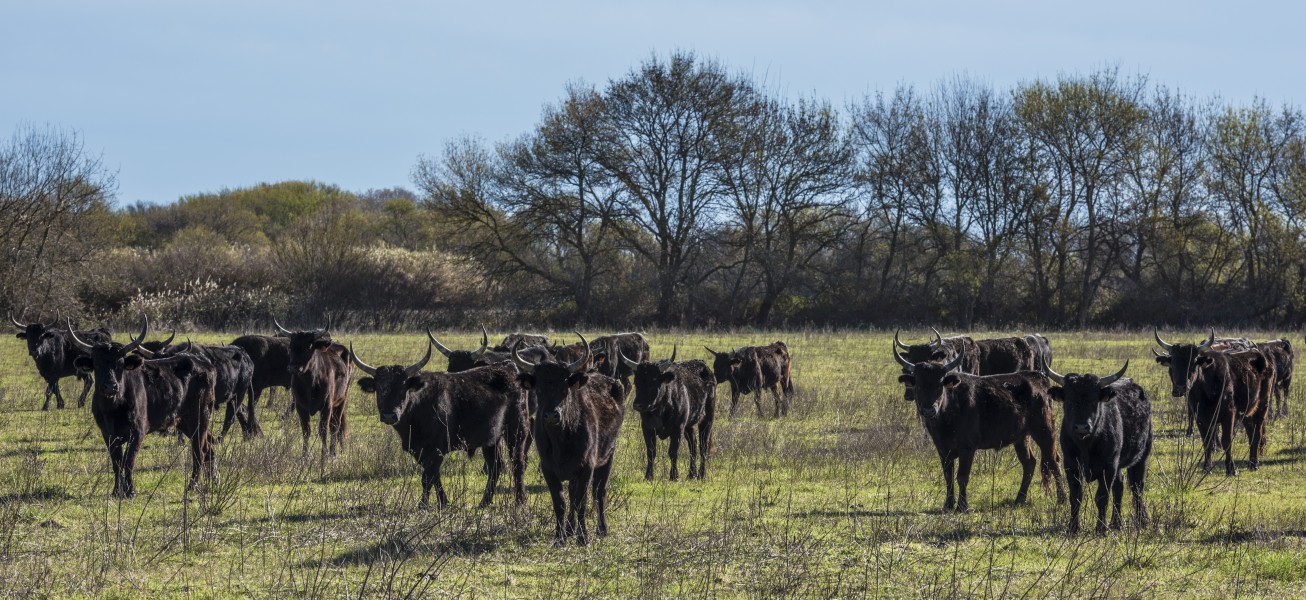 Camargue cattle, Saint-Gilles 01