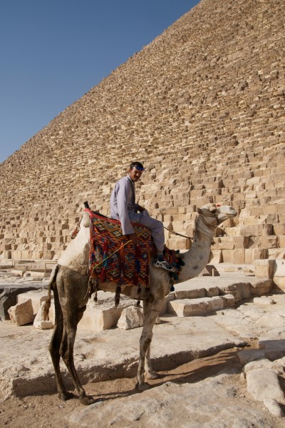 Camel and it's rider in Giza