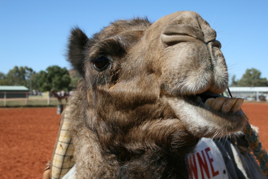 Camel Chewing