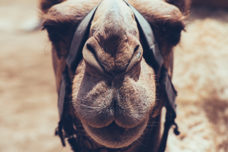 Camel face close-up (39117085331)