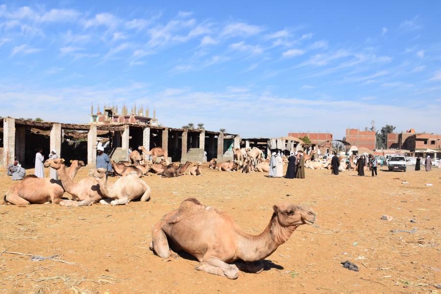 Camel market at Daraw in 2017, photo by Hatem moushir 21