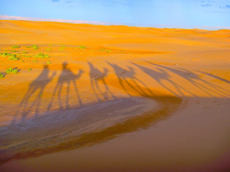 Camel shadow