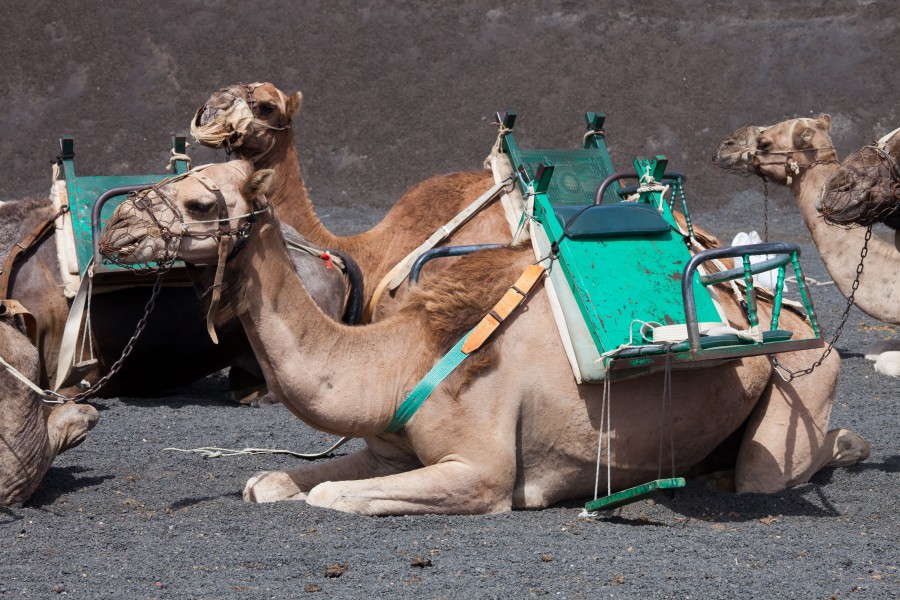 Camelo - Timanfaya - Lanzarote - Illas Canarias- Spain-T25