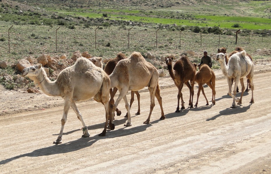 Camels in Dana Reserve 02