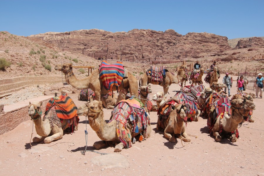 Camels in Petra, Jordan - 29 May 2015
